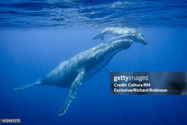 megaptera novaeangliae (humpback whale) female and calf, vava'u island group, tonga - isole vavau foto e immagini stock