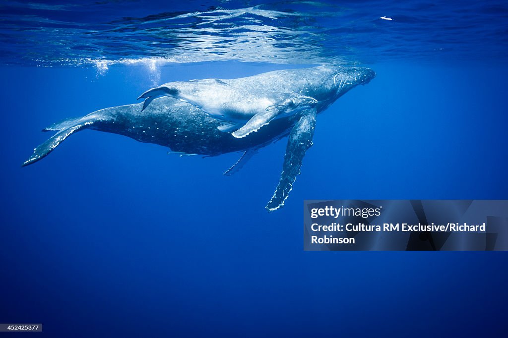 Megaptera novaeangliae (Humpback Whale) female and calf, Vava'u Island Group, Tonga