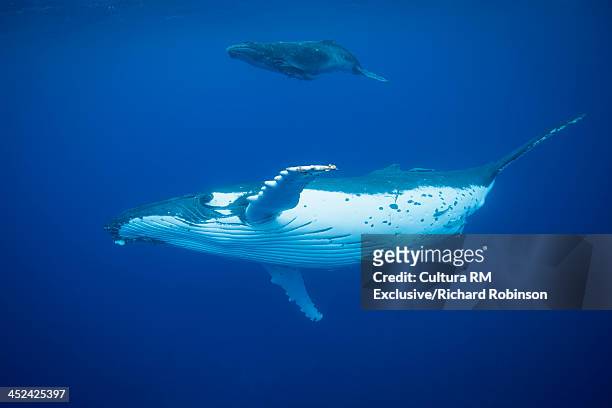 megaptera novaeangliae (humpback whale) with calf, vava'u island group, tonga - ballenato fotografías e imágenes de stock