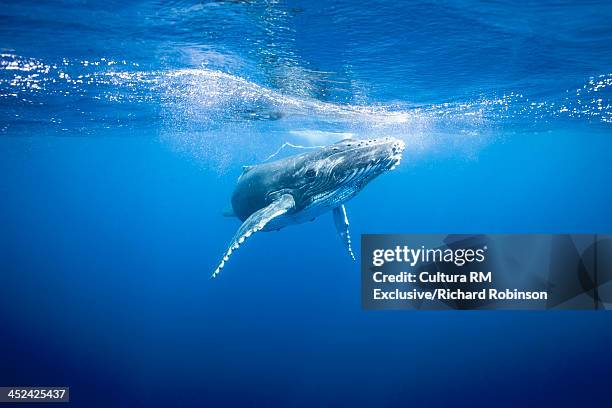 megaptera novaeangliae (humpback whale) calf, vava'u island group, tonga - whale fotografías e imágenes de stock