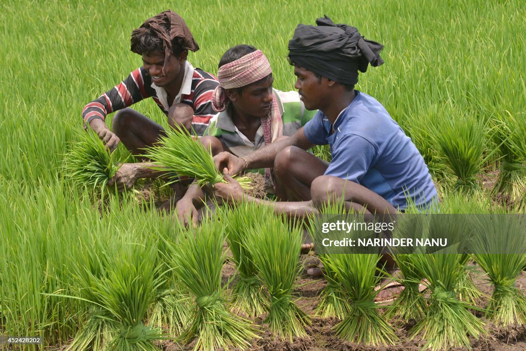 INDIA-AGRICULTURE-PADDY