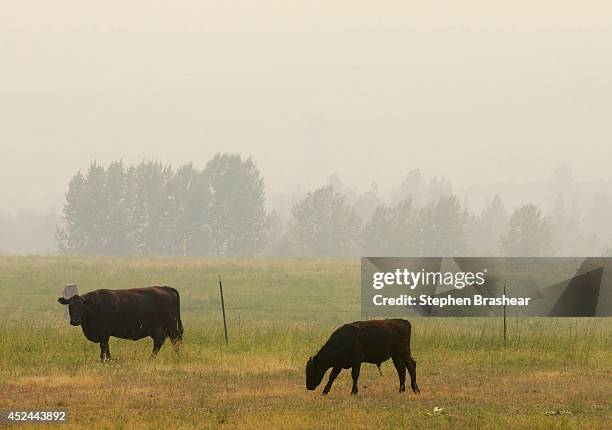 Cattle graze in Methow Valley, amongst the hazy smoke caused from the Carlton Complex fires on July 20, 2014 near Twisp, Washington. Several fires...