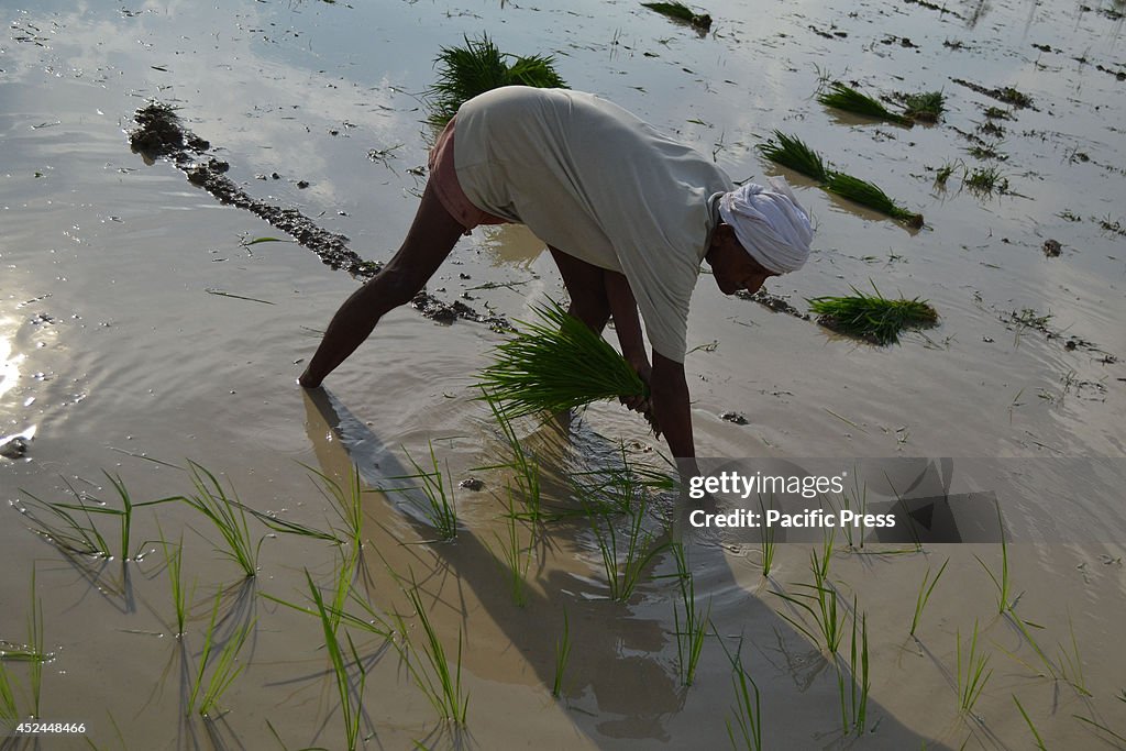 An Indian farmer plants rice seedlings in a paddy field in...