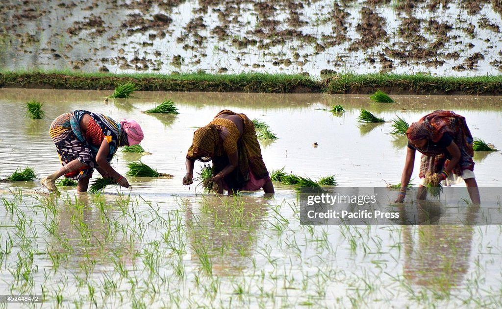 Women laborers plant rice seedlings in a paddy field in...