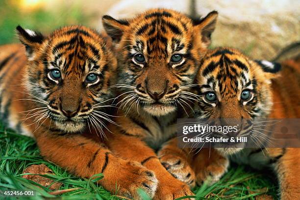 three sumartran tiger cubs (panthera tigris sumatrae), close-up - tiger fotografías e imágenes de stock