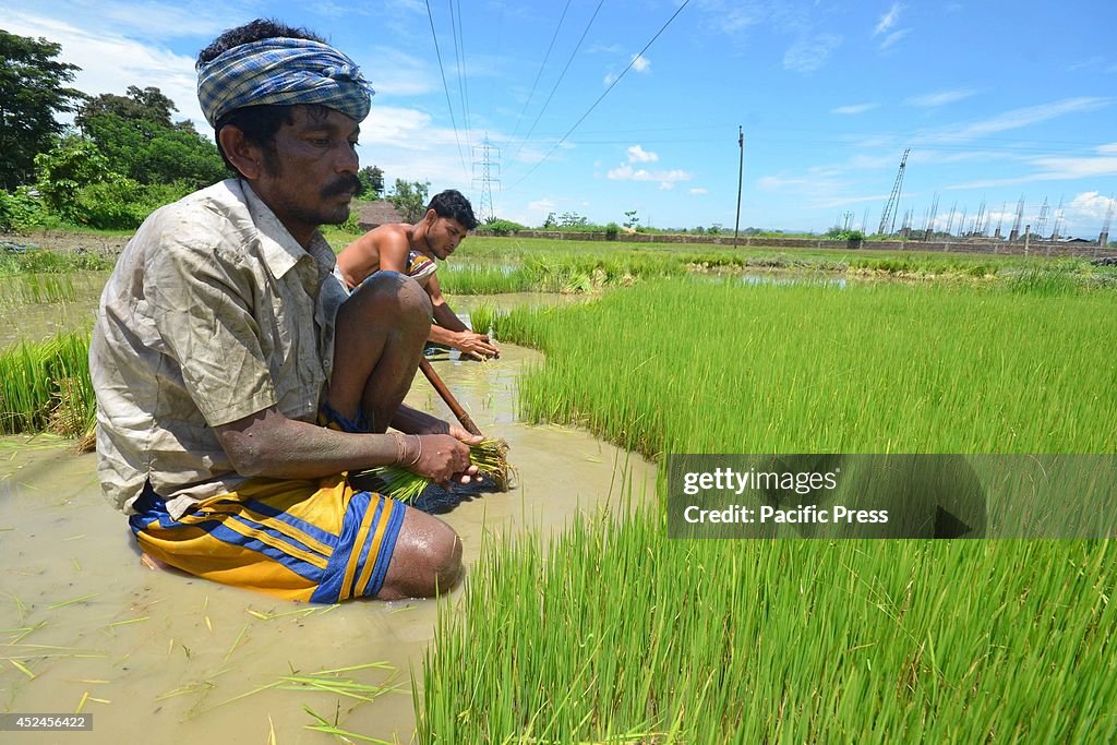 An Indian farmer uproots rice seedlings in a paddy field at...