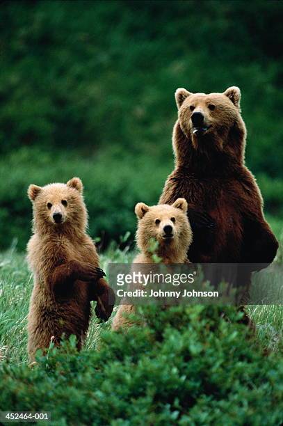 brown bear (ursus arctos) and two cubs, on hind legs, alaska, usa - bear cub fotografías e imágenes de stock