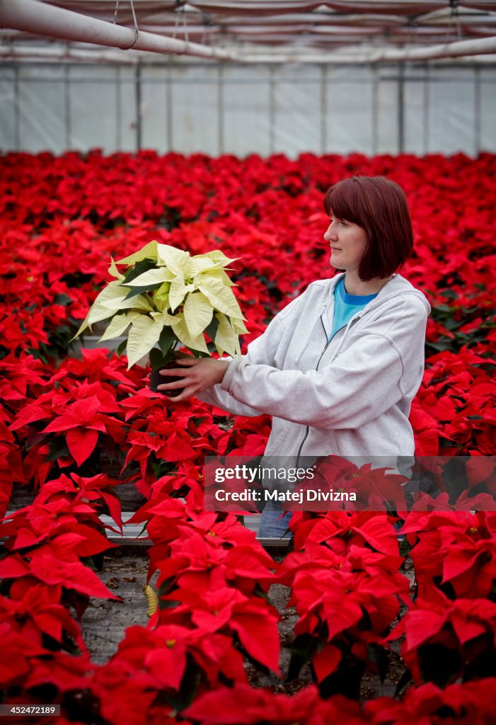 Poinsettias Are Traditional Czech Christmas Flower