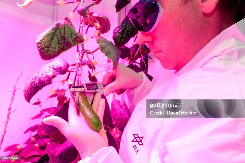 Scientists Hope To Grow Salad In Space