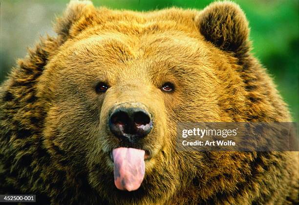 kodiak brown bear (ursus arctos middendorffi), head-shot - bären zunge stock-fotos und bilder