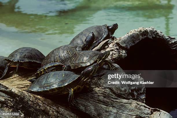 California, San Diego Sea World, Painted Turtles.