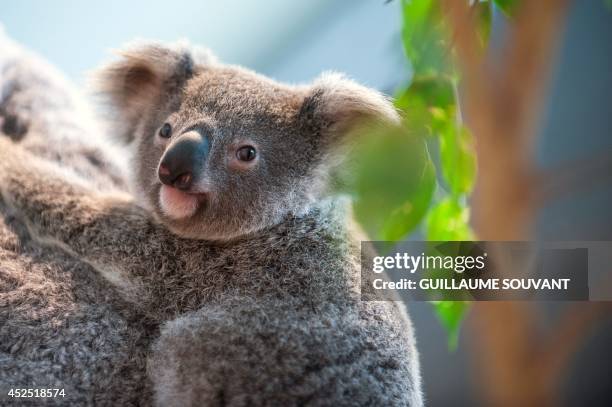 Alinga, the female koala which was born on October 19, 2013 and left her mother's pouch in May 2014 rides on her mother's back in the Zoo parc of...