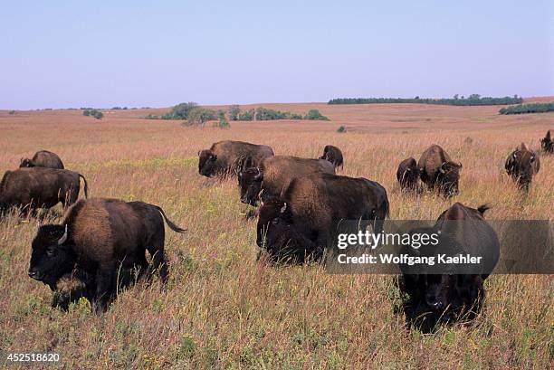 Kansas, Flint Hills, Near Canton, Tallgrass Prairie, Maxwell Wildlife Refuge, Bison.