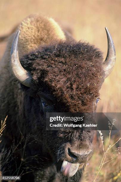 Kansas, Flint Hills, Near Canton, Tallgrass Prairie, Maxwell Wildlife Refuge, Bison, Close-up.