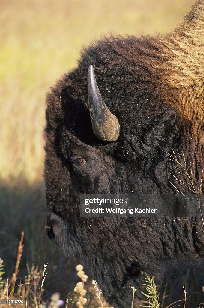USA, Kansas, Flint Hills, Near Canton, Tallgrass Prairie,...