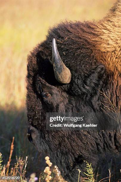 Kansas, Flint Hills, Near Canton, Tallgrass Prairie, Maxwell Wildlife Refuge, Bison, Close-up.