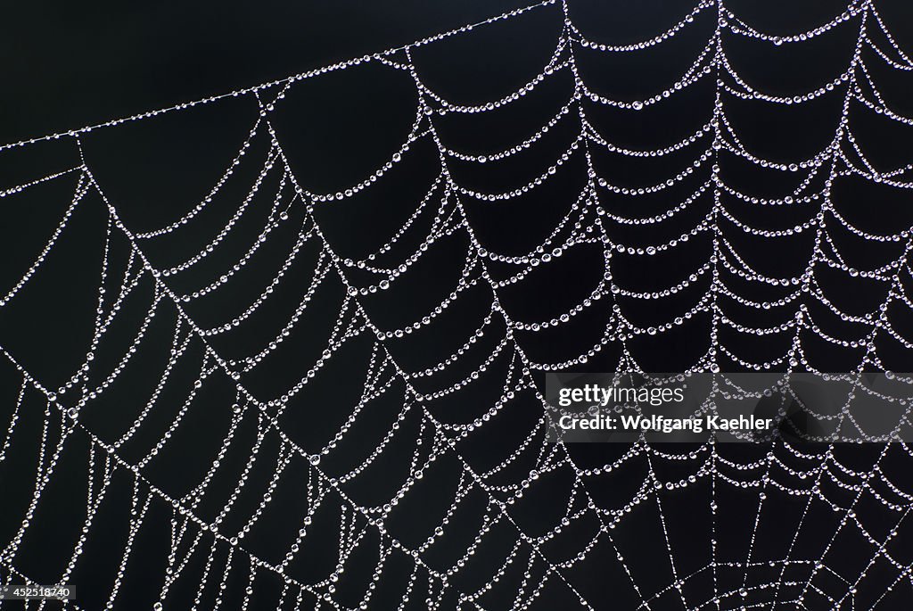 USA, Washington, Spider Web With Dew Drops...