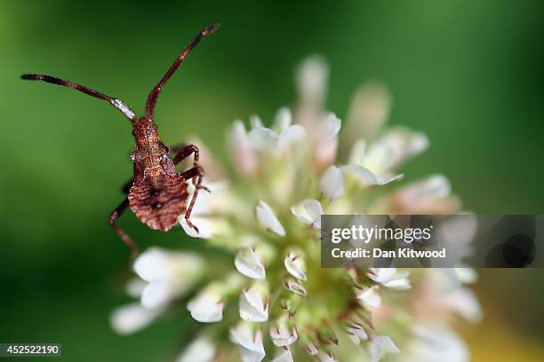July Inesct Burnet Park Photos and Premium High Res Pictures - Getty Images