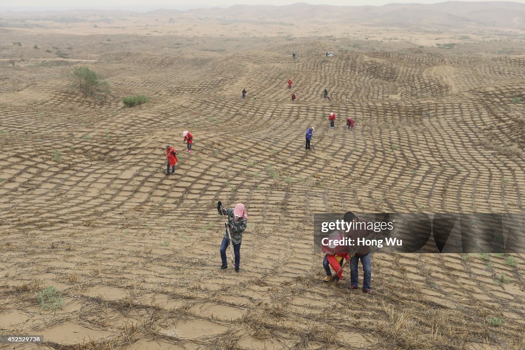 Chinese People Try To Prevent The Spread Of The Maowusu Desert