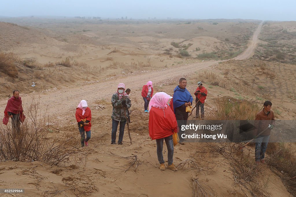 Chinese People Try To Prevent The Spread Of The Maowusu Desert