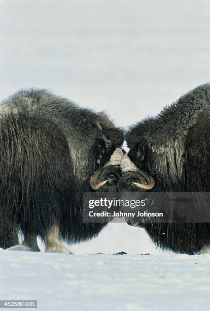 musk ox bulls head to head in snow-covered landscape, alaska, usa - confrontation stockfoto's en -beelden