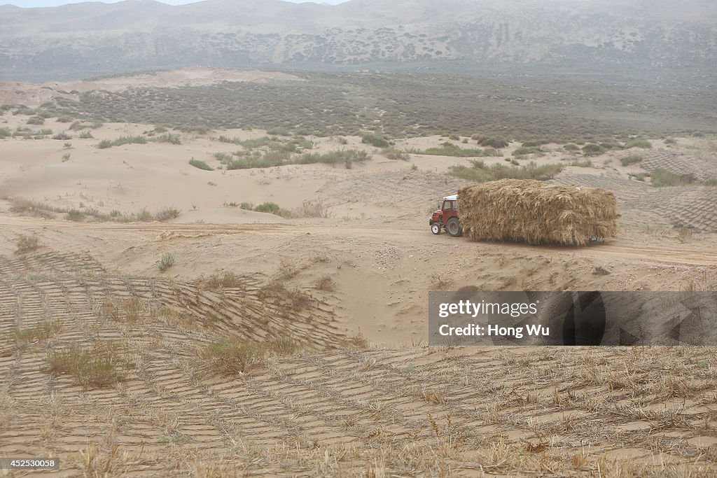 Chinese People Try To Prevent The Spread Of The Maowusu Desert