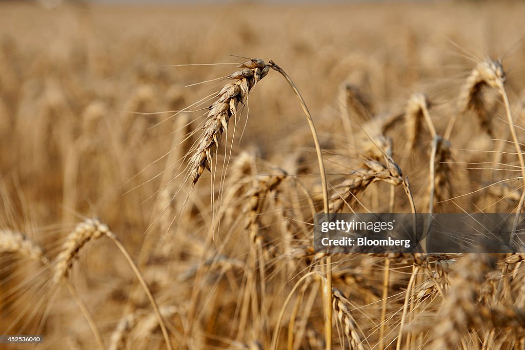 Wheat Harvest As Price Falls 8 Percent Over Past Year