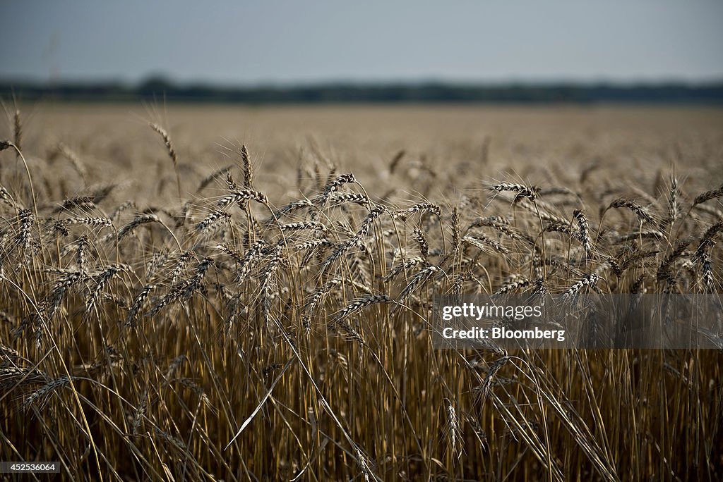 Wheat Harvest As Price Falls 8 Percent Over Past Year