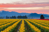 Vibrant tulip fields of Skagit Valley