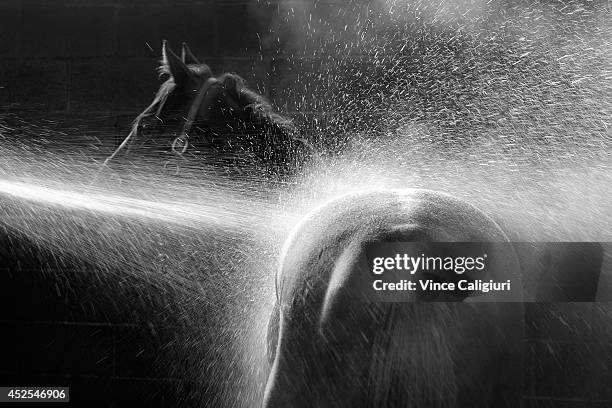 Darren Weir trained galloper enjoys a wash down after a Ballarat trackwork session at Ballarat Turf Club on July 23, 2014 in Ballarat, Australia.