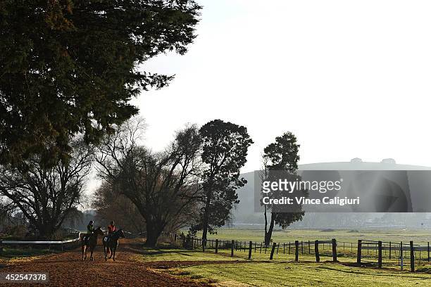 Darren Weir trained gallopers walk back to stables in cold and frosty conditions during a Ballarat trackwork session at Ballarat Turf Club on July...