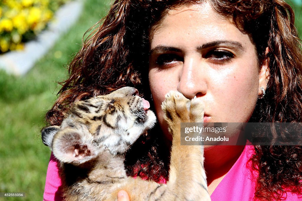 Bengal tiger cub at Anatolian Wonderland zoo in Kayseri
