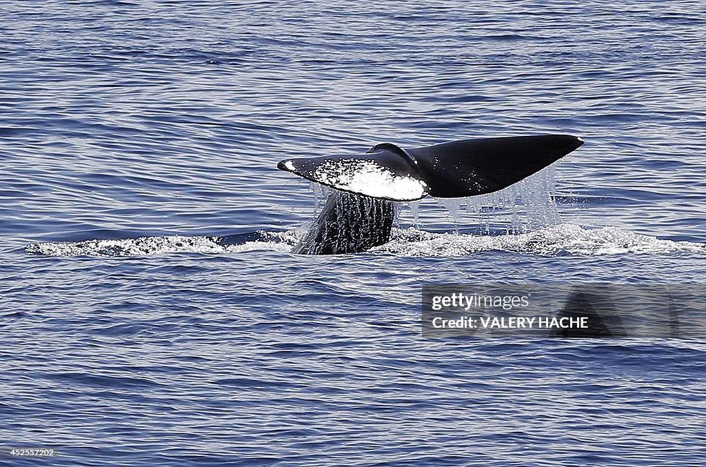 FRANCE-ANIMAL-WHALE