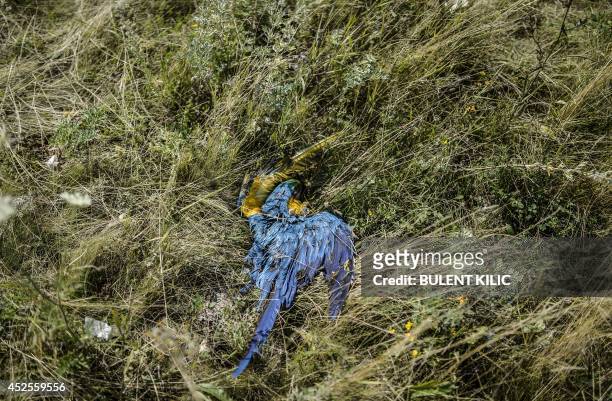 Dead parrot is pictured at the crash site of the downed Malaysia Airlines flight MH17, in a field near the village of Grabove, in the Donetsk region,...