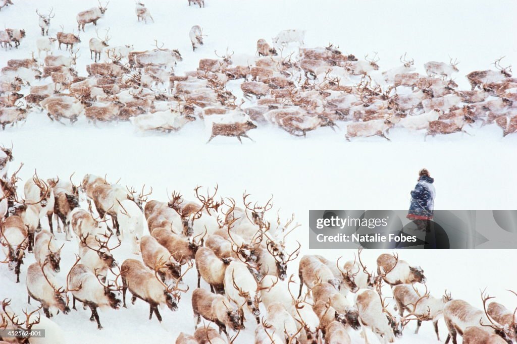 Russia, siberia, Chukchi reindeer herder in snow, elevated view