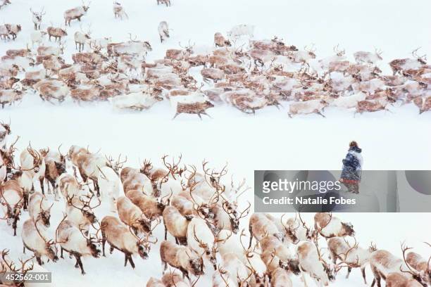russia, siberia, chukchi reindeer herder in snow, elevated view - siberia imagens e fotografias de stock