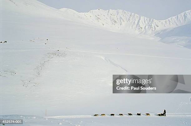 dog sledge during iditarod race, rainy pass,alaska,usa - iditarod race stock-fotos und bilder
