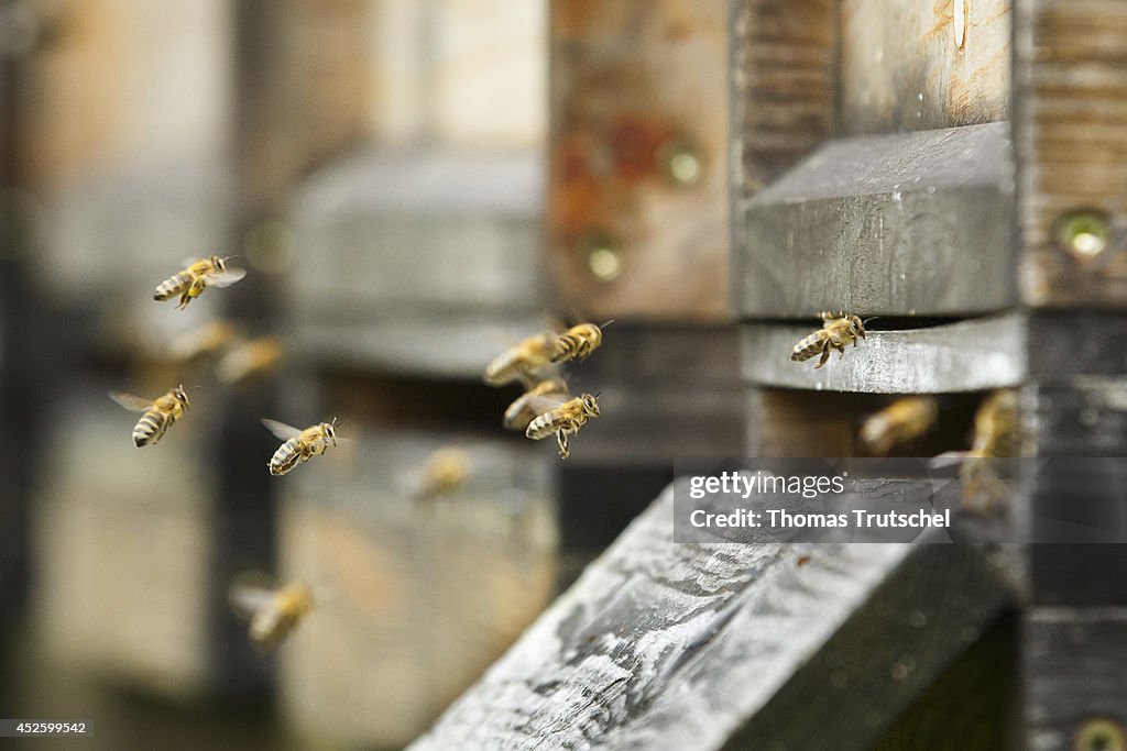 Honey Bees