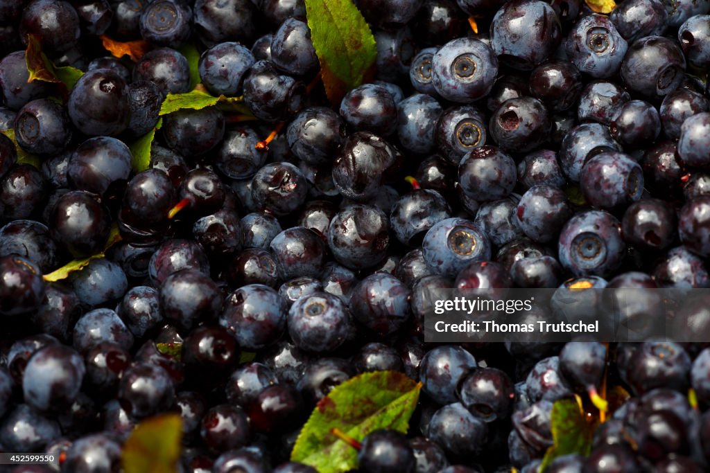 Freshly Picked Blue Berries