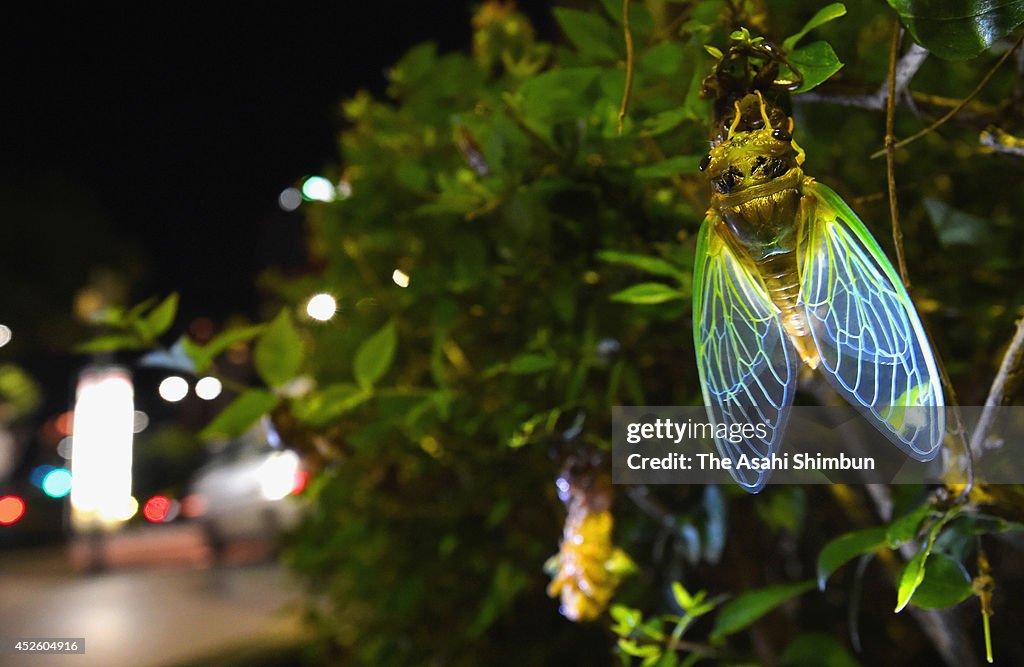 Cicada Eclosion In Central Fukuoka