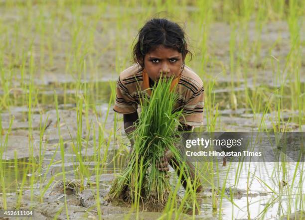 Indian child sowing paddy crop in her field on July 24, 2014 in Noida, India. India is one of the largest Rice cultivators accounting for the 20...