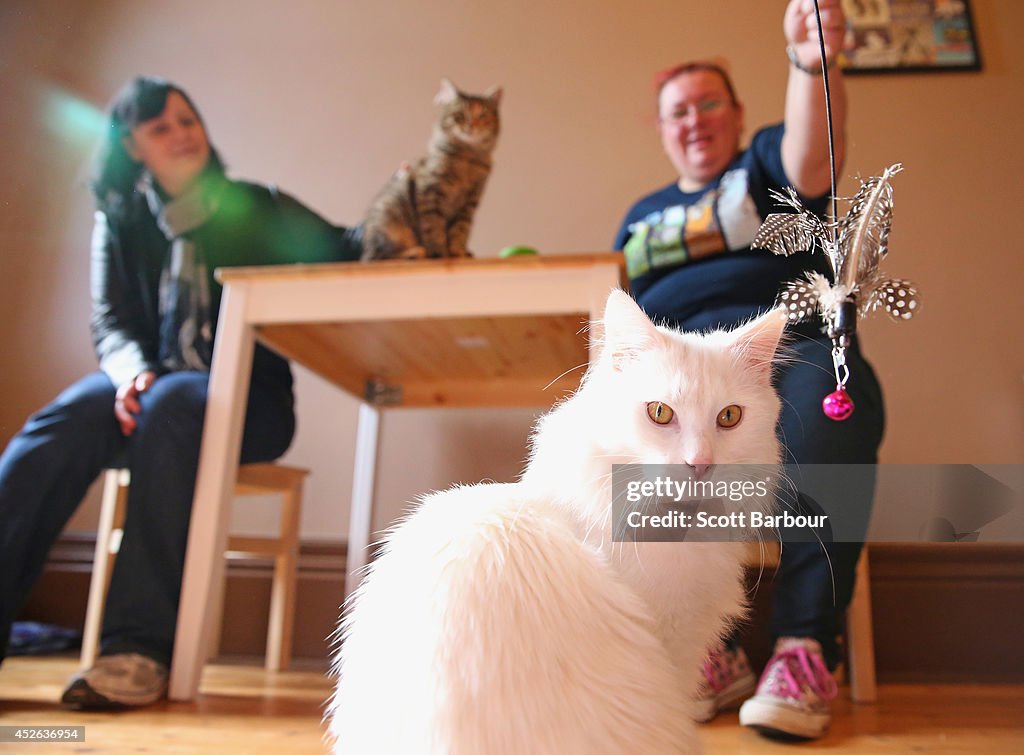 First Australian Cat Cafe Opens In Melbourne
