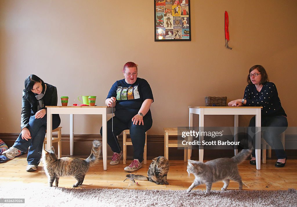 First Australian Cat Cafe Opens In Melbourne