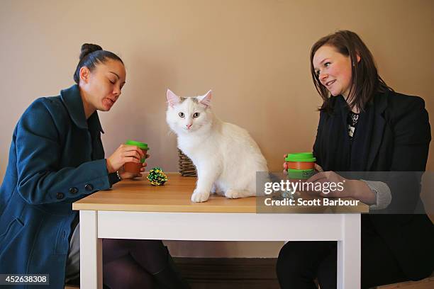 Customers drink a coffee as several cats roam at Cat Cafe Melbourne on July 25, 2014 in Melbourne, Australia. Cat Cafe Melbourne is Australias first...
