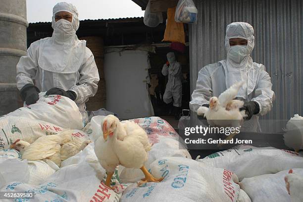 Wearing protective clothing, Thai soldiers load Chicken into sacks on the back of a pick-up truck during the culling of thousands of chickens on a...