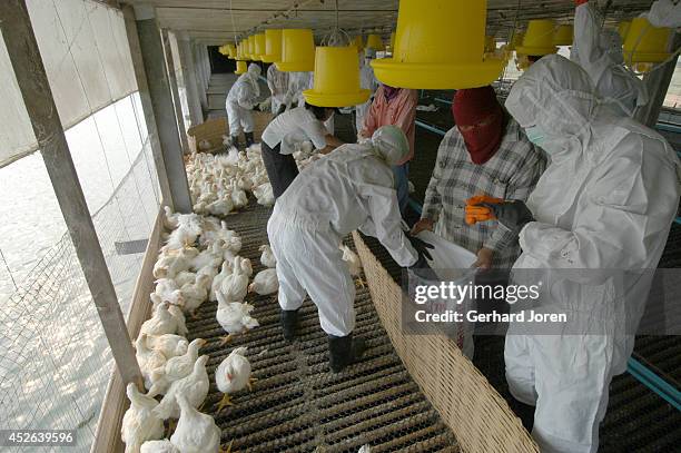Thai soldiers wearing protective clothing put chickens in sacks during an operation to cull thousands of chickens on a poultry farm in Thailand's...