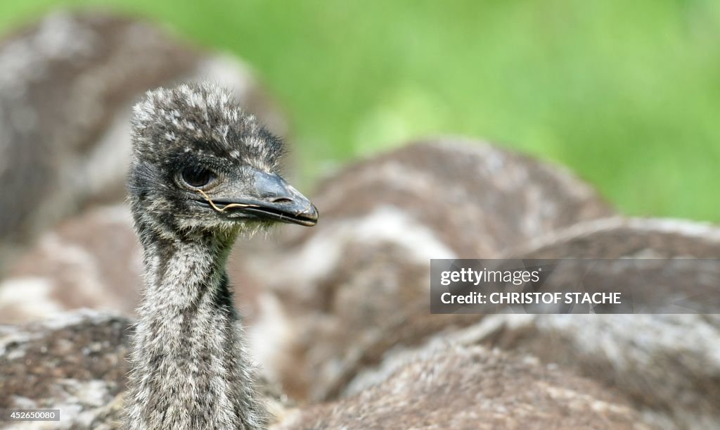 GERMANY-ANIMALS-EMU