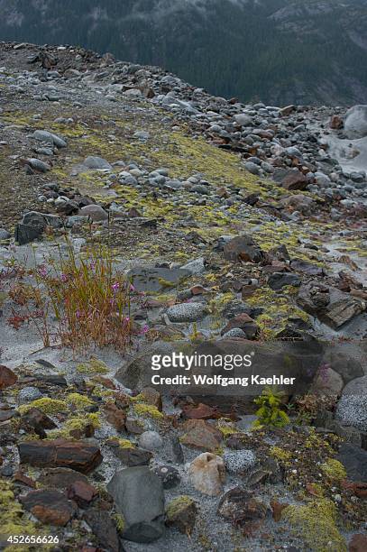 Plant life, such as dwarf fireweed and Sitka spruce trees, is slowly returning after the ice of glaciers melt as seen here at Baird Glacier in...