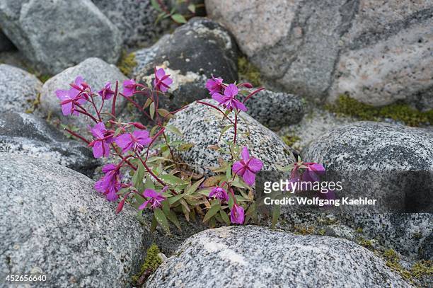 Plant life, such as dwarf fireweed, is slowly returning after the ice of glaciers melt as seen here at Baird Glacier in Scenery Cove, Thomas Bay,...