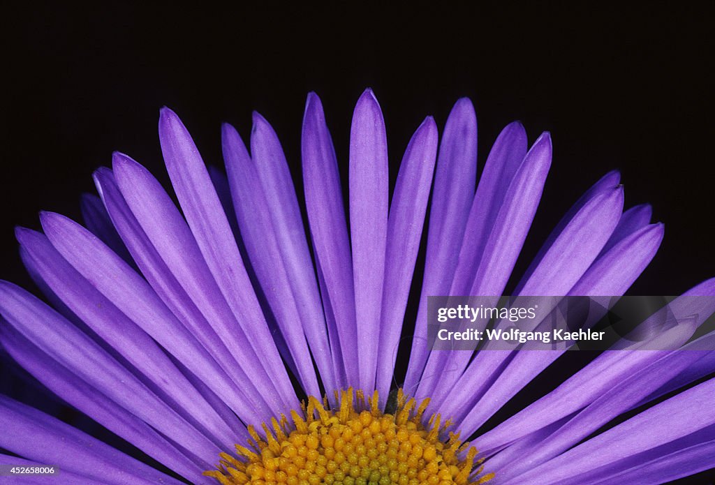 Seasons, Close-up Of An Aster Flower...